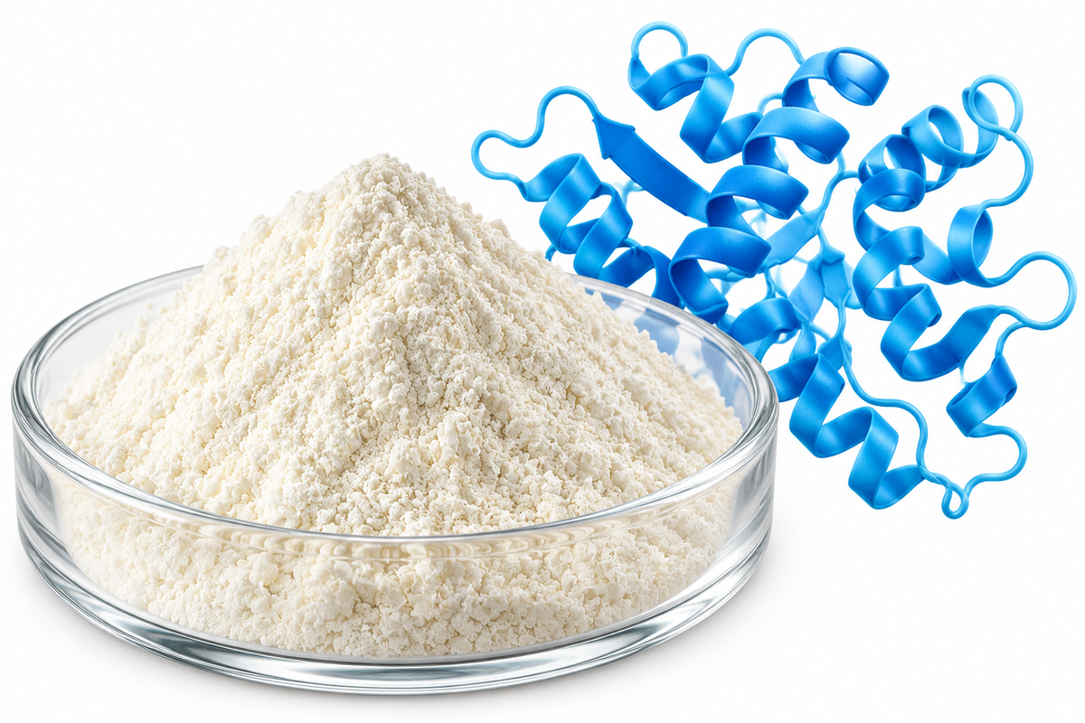 Protease is a digestive enzyme that breaks down proteins into smaller peptides and amino acids, helping the body digest and process dietary protein. In whey protein supplements, it supports protein digestion and may help improve protein breakdown and utilization.